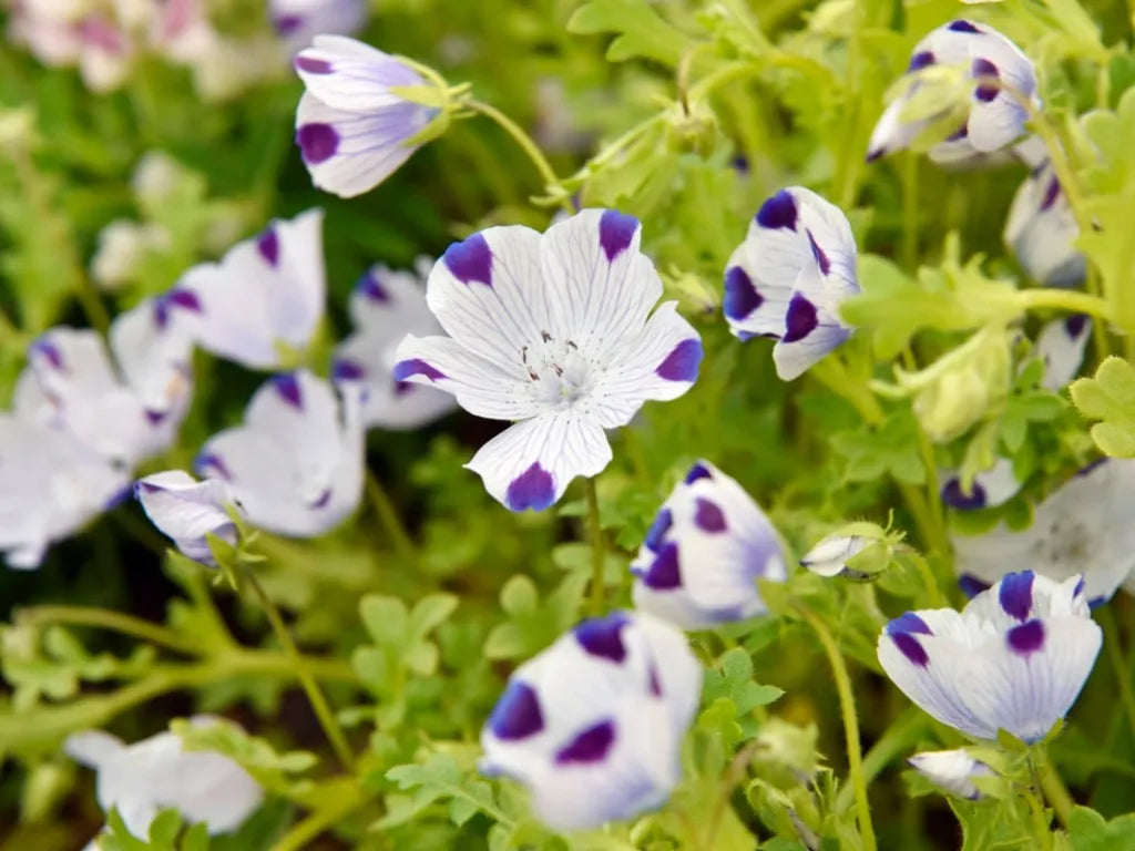 Nemophila Five Spot