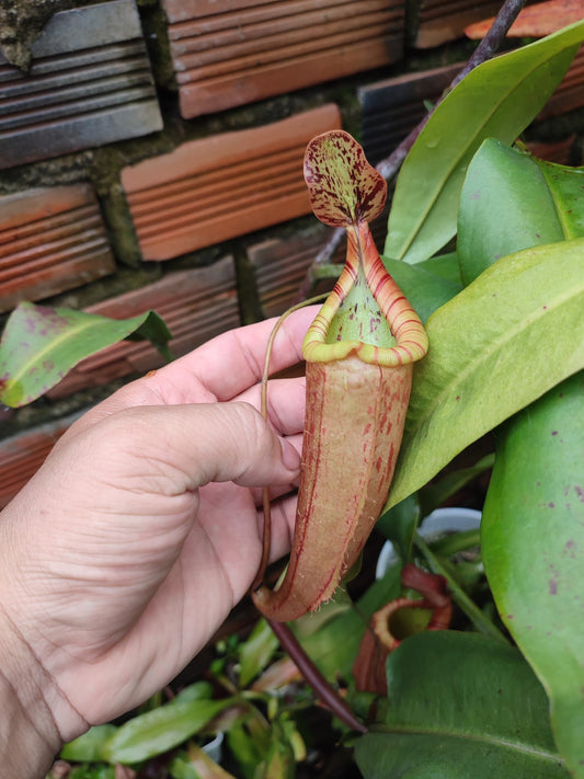 Nepenthes Tiger Veitchii x Gracilis