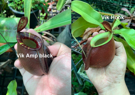 Nepenthes Vik x Black Amp