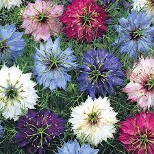 Nigella ( Persian Jewels )