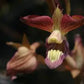 Eulophia clitellifera