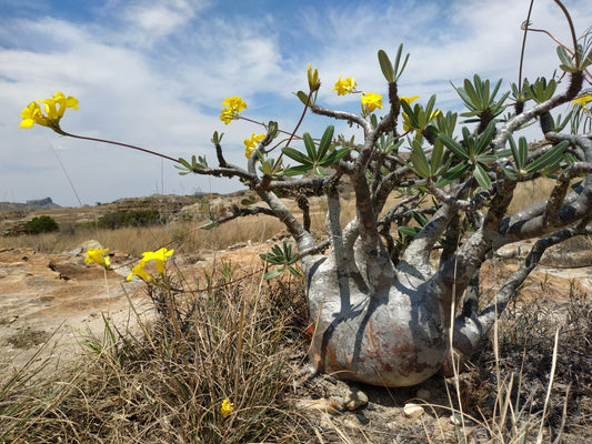 Pachypodium Rosulatum