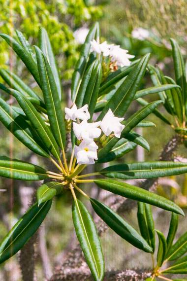 Pachypodium Lamerei var ramosum