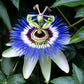 Passiflora caerulea- Blue passion flower