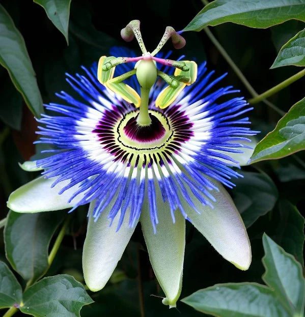 Passiflora caerulea- Blue passion flower