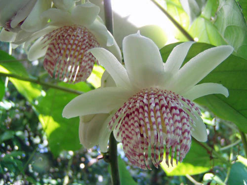 Passiflora adenopoda - Velcro passion flower