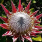Protea Cynaroides ( Summer flowering )