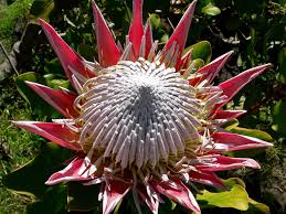 Protea Cynaroides ( Summer flowering )