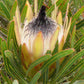 Protea longifolia