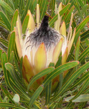 Protea longifolia