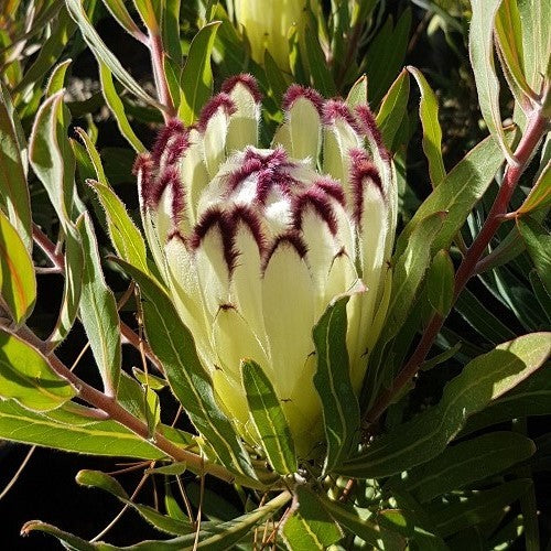 Protea lepidocarpodendron