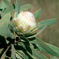 Protea gaguedi