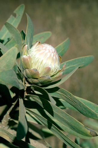 Protea gaguedi