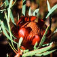 Protea acuminata