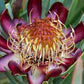 Protea acuminata