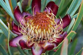 Protea acuminata