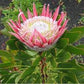 Protea cynaroides ( Autumn flowering )