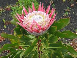 Protea cynaroides ( Autumn flowering )