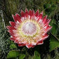Protea Cynaroides ( Spring flowering )