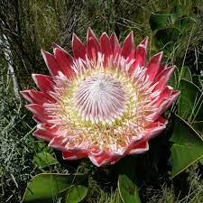 Protea Cynaroides ( Spring flowering )
