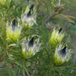 Protea longifolia