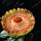 Protea namaquana - extremely Rare -  Kamiesberg sugarbush