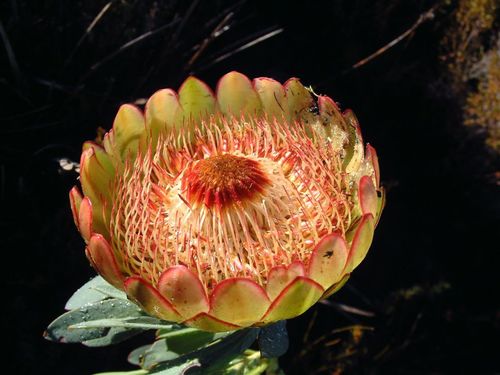 Protea namaquana - extremely Rare -  Kamiesberg sugarbush