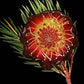 Protea nana