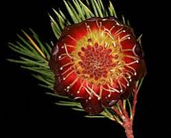 Protea nana
