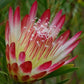 Protea repens