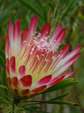 Protea repens