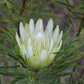 Protea repens - white/cream
