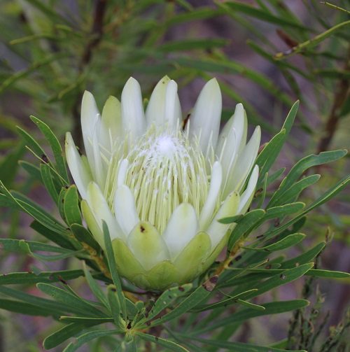 Protea repens - white/cream