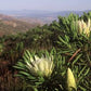 Protea repens - white/cream
