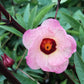 Hibiscus sabdariffa (Roselle or Red Sorrel)