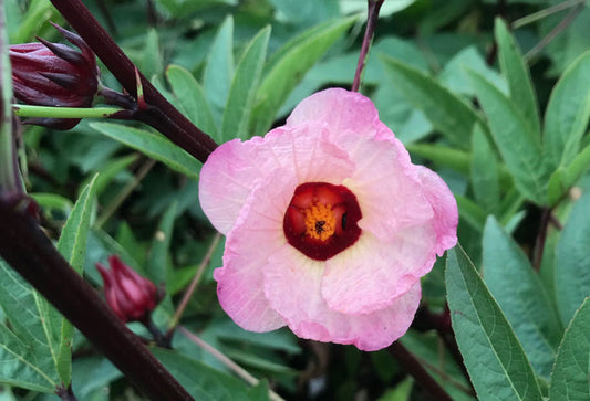 Hibiscus sabdariffa (Roselle or Red Sorrel)