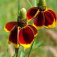 Ratibida Mexican Hat