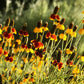 Ratibida Mexican Hat