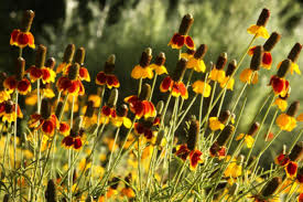 Ratibida Mexican Hat