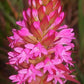 Satyrium hallackii