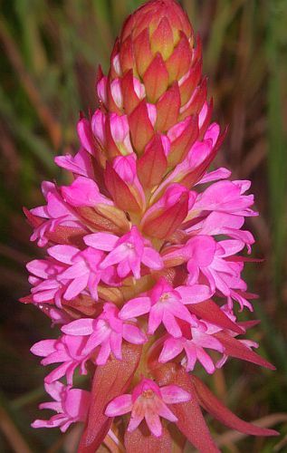 Satyrium hallackii