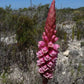 Satyrium carneum