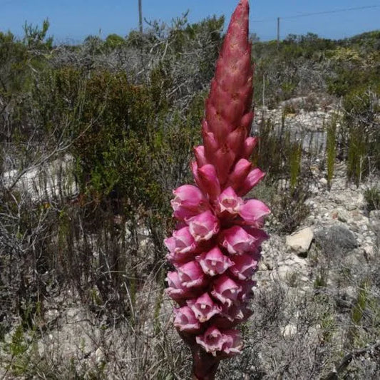 Satyrium carneum