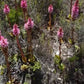 Satyrium carneum