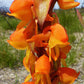 Satyrium coriifolium
