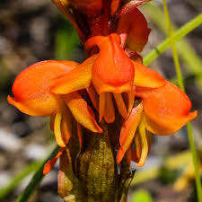 Satyrium coriifolium