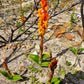 Satyrium coriifolium
