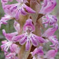 Satyrium erectum