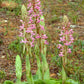 Satyrium erectum