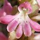 Satyrium erectum